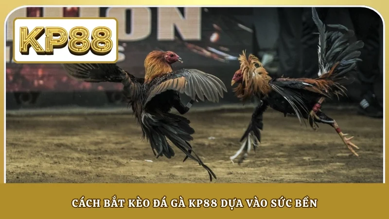 Cách bắt kèo đá gà KP88 dựa vào sức bền