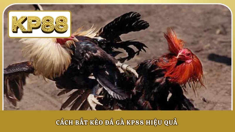 Cách bắt kèo đá gà KP88 hiệu quả 