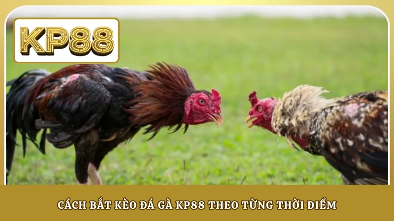 Cách bắt kèo đá gà KP88 theo từng thời điểm