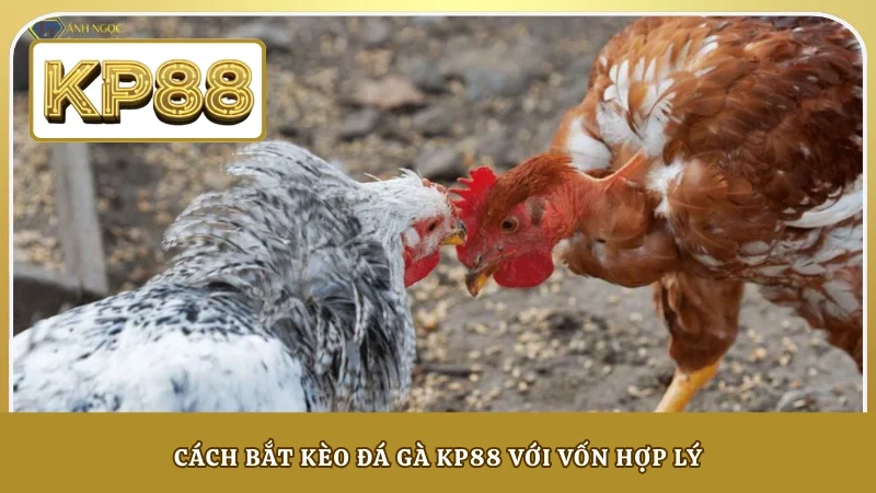 Cách bắt kèo đá gà KP88 với vốn hợp lý