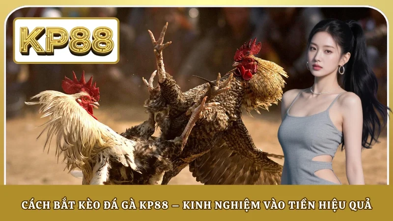 Cách Bắt Kèo Đá Gà KP88 – Kinh Nghiệm Vào Tiền Hiệu Quả