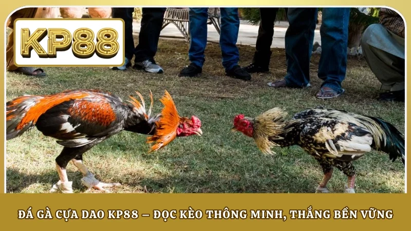 Đá Gà Cựa Dao KP88 – Đọc Kèo Thông Minh, Thắng Bền Vững