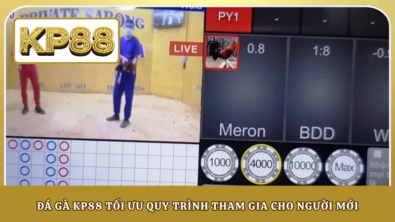 Đá gà KP88 tối ưu quy trình tham gia cho người mới