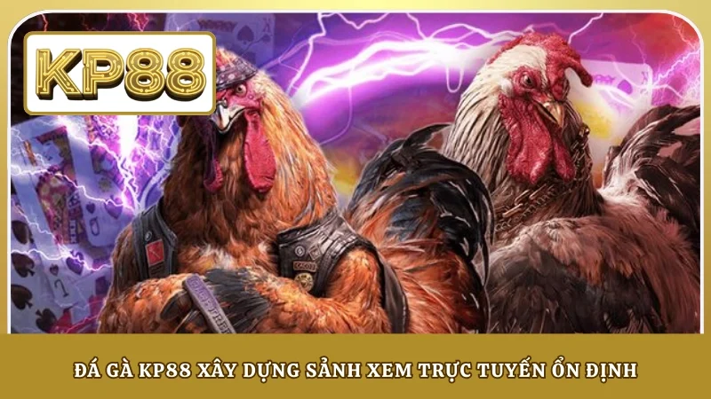 Đá gà KP88 xây dựng sảnh xem trực tuyến ổn định