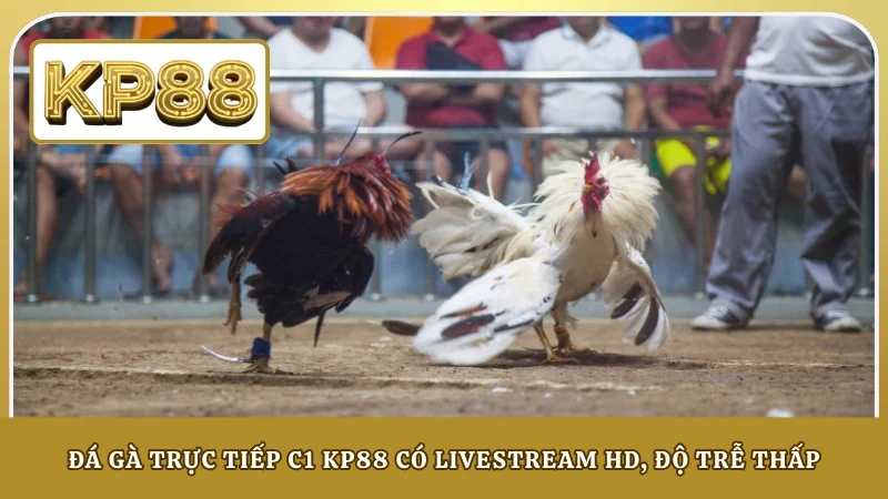 Đá gà trực tiếp C1 KP88 có livestream HD, độ trễ thấp