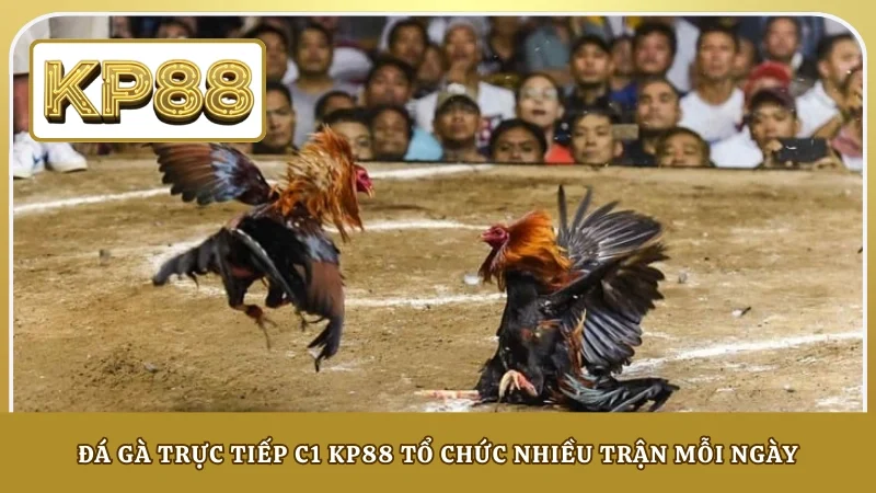 Đá gà trực tiếp C1 KP88 tổ chức nhiều trận mỗi ngày