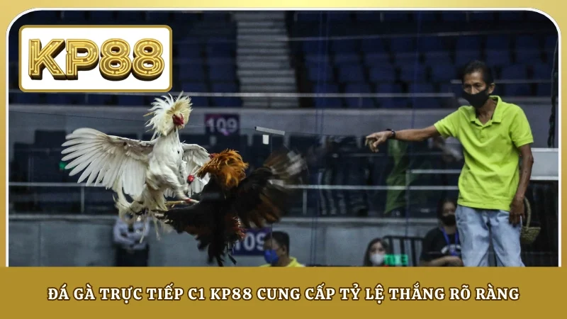 Đá gà trực tiếp C1 KP88 cung cấp tỷ lệ thắng rõ ràng
