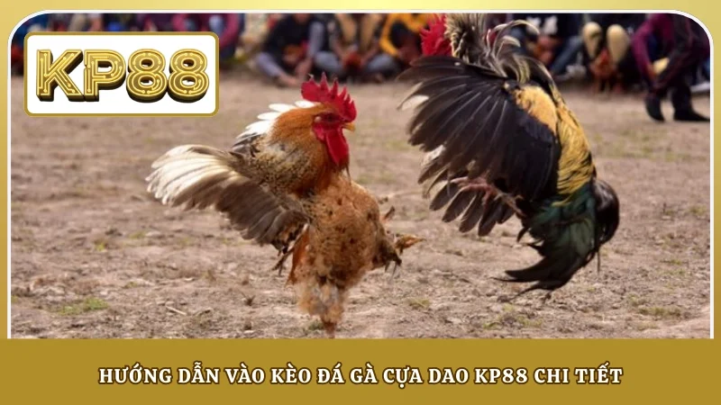 Hướng dẫn vào kèo đá gà cựa dao KP88 chi tiết
