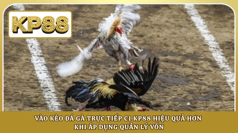 Vào kèo đá gà trực tiếp C1 KP88 hiệu quả hơn khi áp dụng quản lý vốn